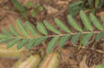 Tennessee milkvetch